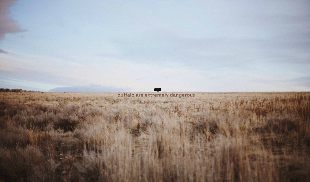 Дикий буйвол очень опасен