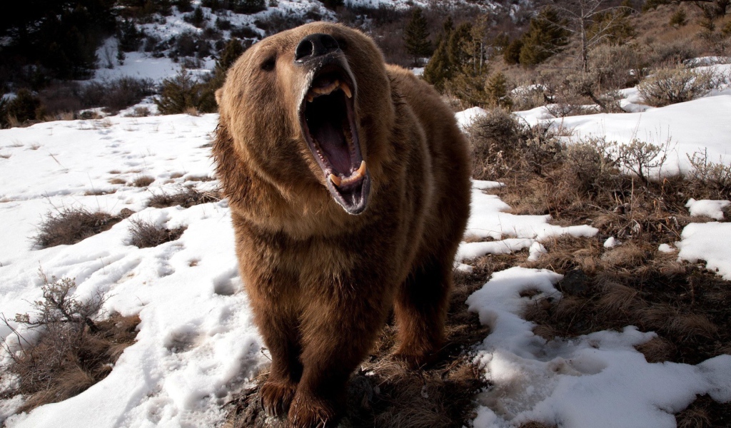 Злой медведь шатун