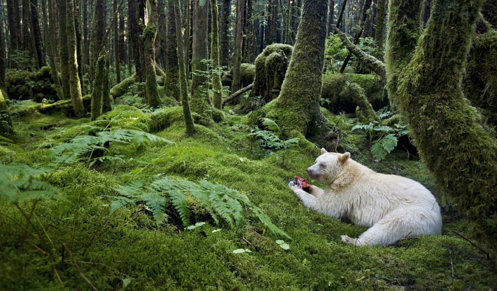 Медведь барибал альбинос