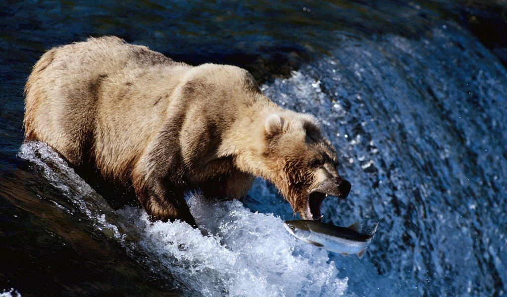 Медведь поймал пастью рыбу