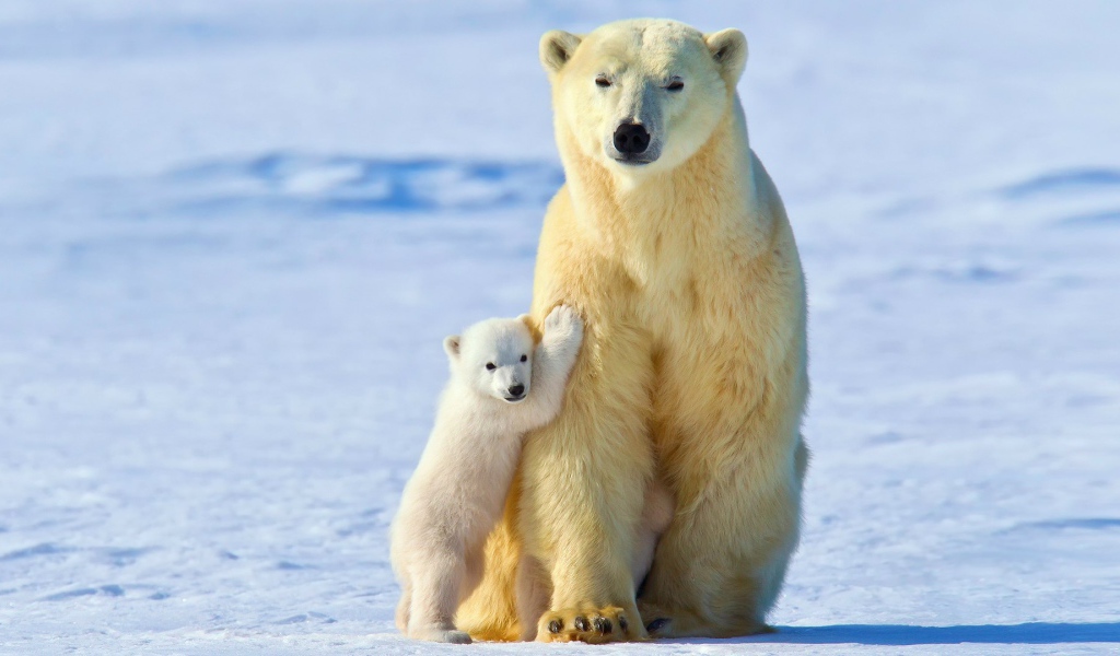 Медвежонок прижался к маме