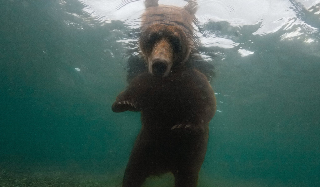 Медведь смотрит под воду