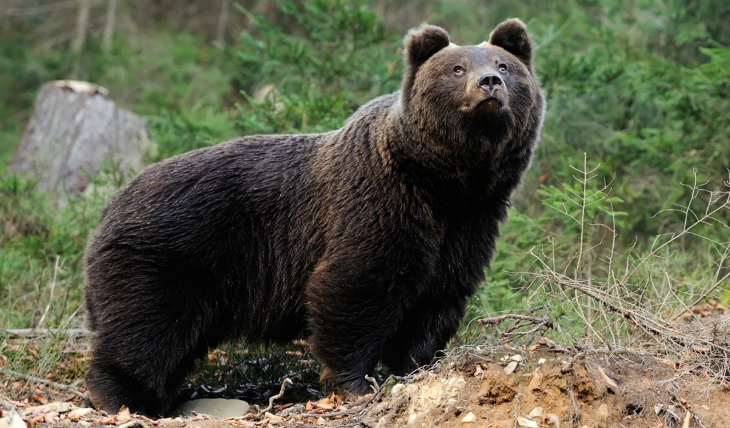 Медведь смотрит вверх