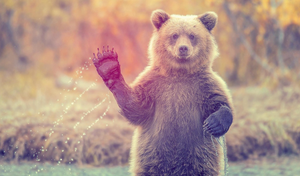 Медведь машет лапой стоя в воде