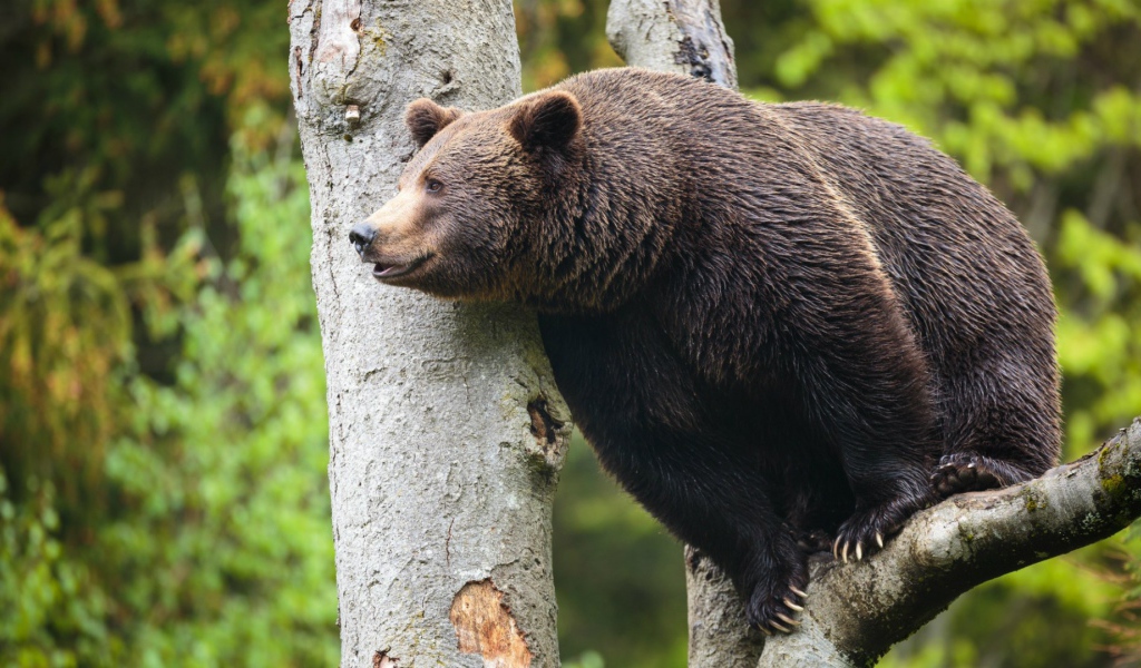 Медведь сидит высоко на дереве