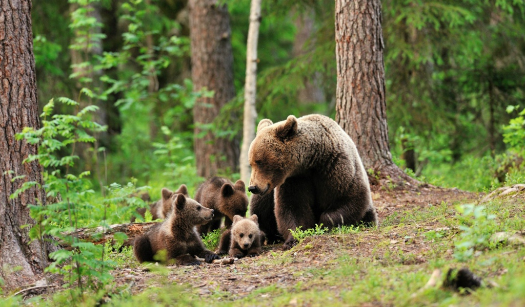 Медведица со своими медвежатами