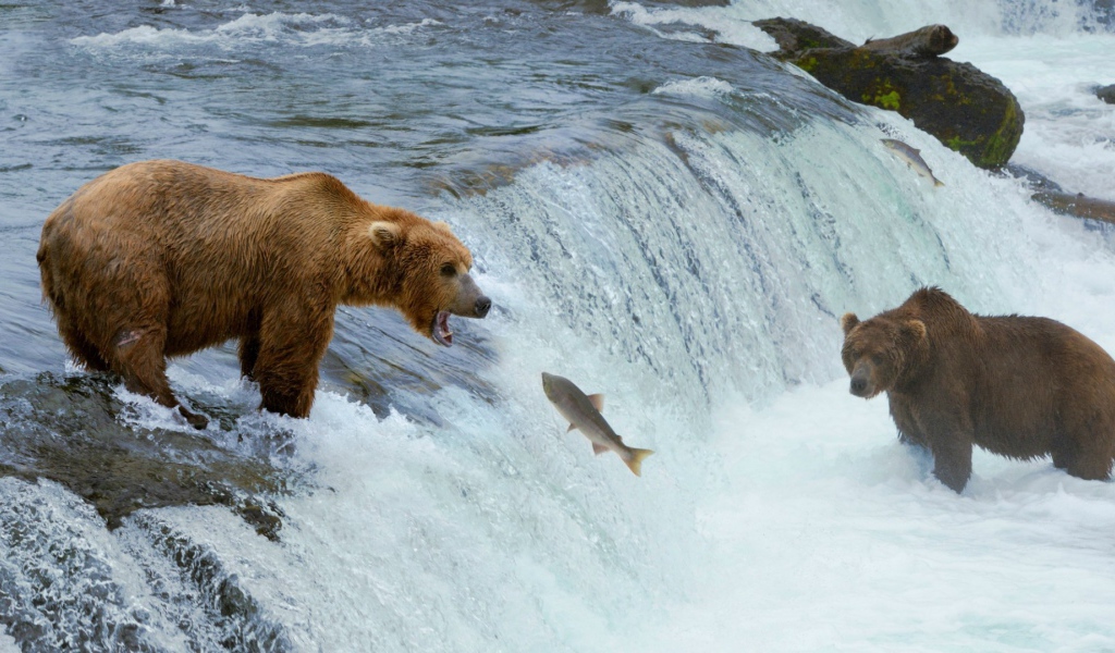Медведи ловят рыбу, идущую на нерест