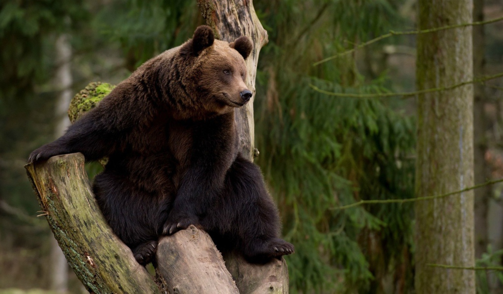 Бурый медведь на дереве