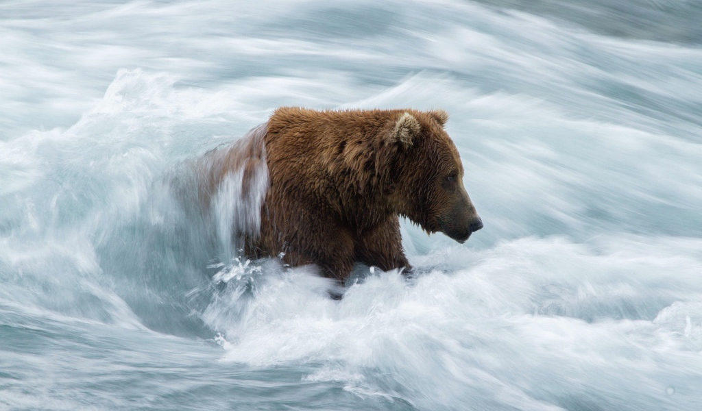Бурый медведь в бурном потоке