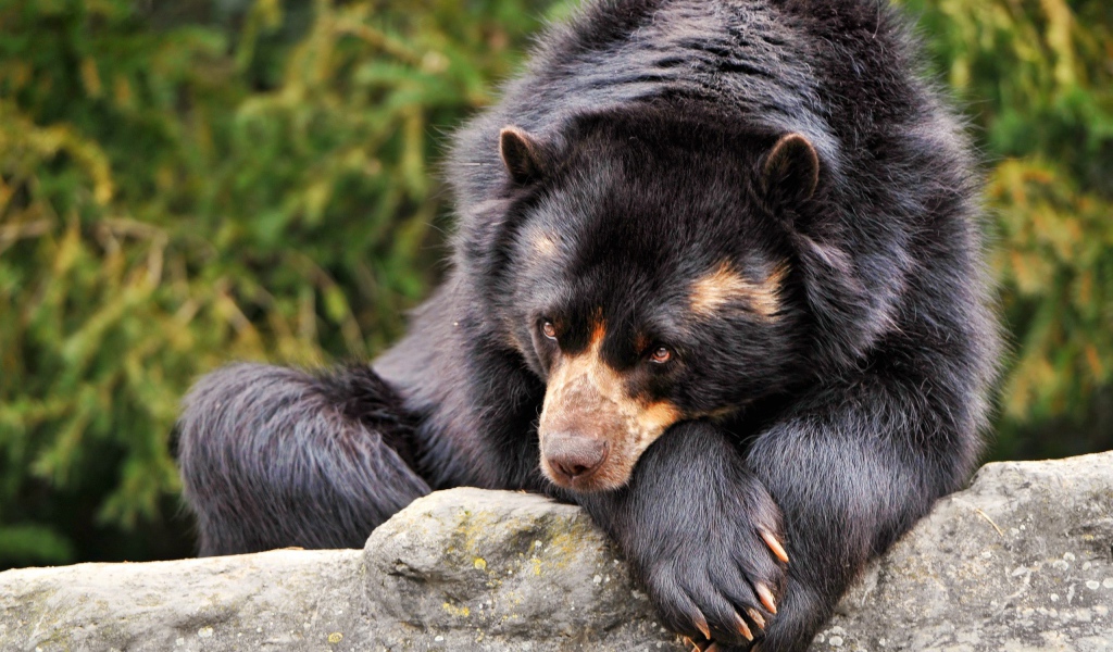 Коричневый медведь грустит