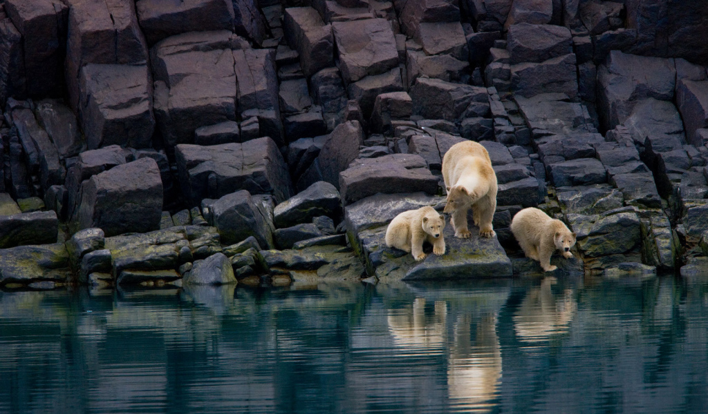 Семья белых медведей