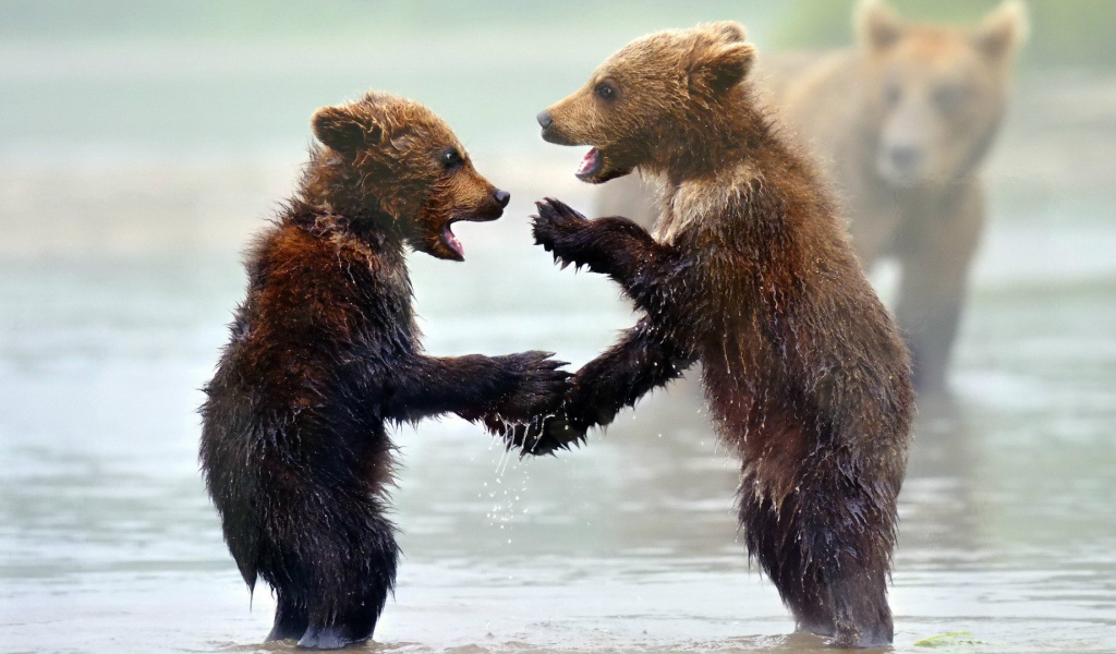 Забавные мокрые медвежата