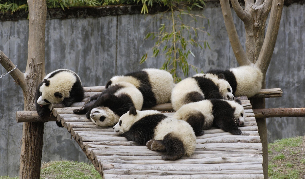 Ленивые панды спят после обеда