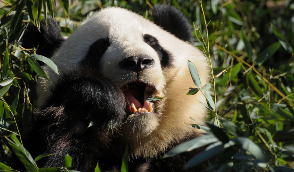Панда среди зарослей ест листья