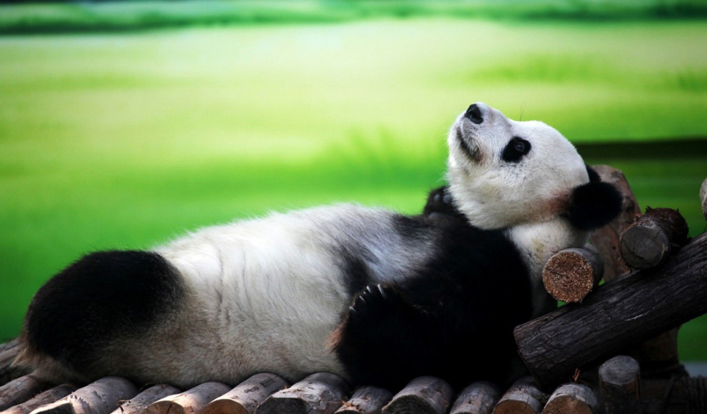 Панда лежит на спине