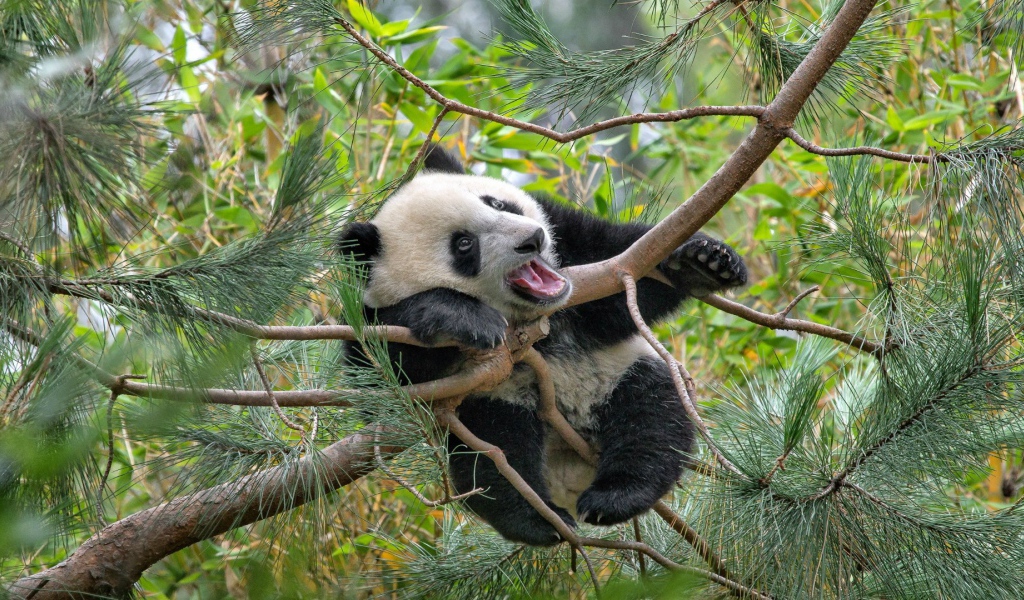 Панда на еловых ветвях