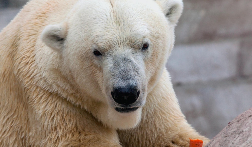 Белый медведь ест морковку