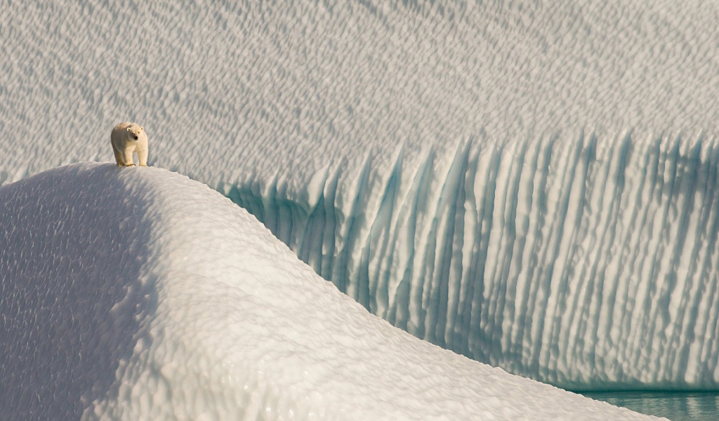 Полярный медведь в снежной пустыне
