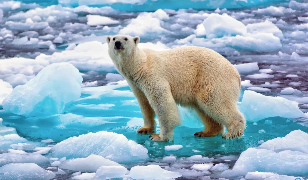 Полярный медведь на голубой льдине