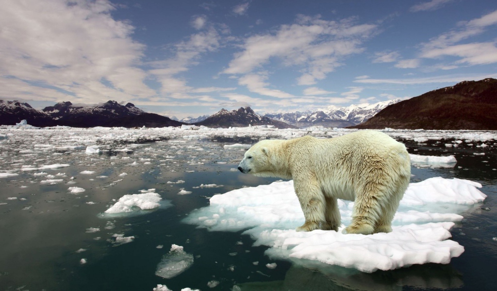 Белый медведь плывет на льдине
