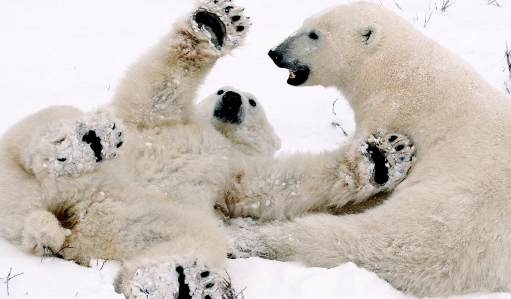 Белый медвежонок играет с мамой