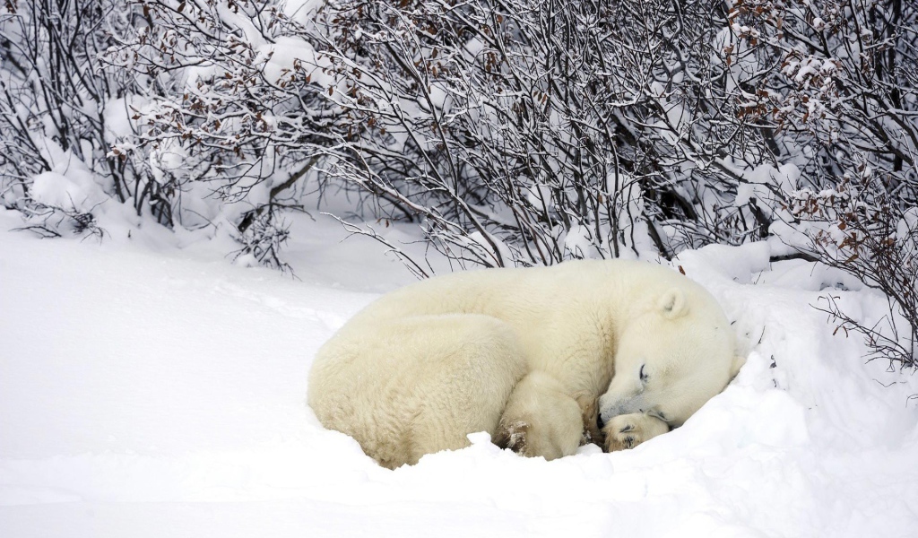 Белый медведь спит в снегу