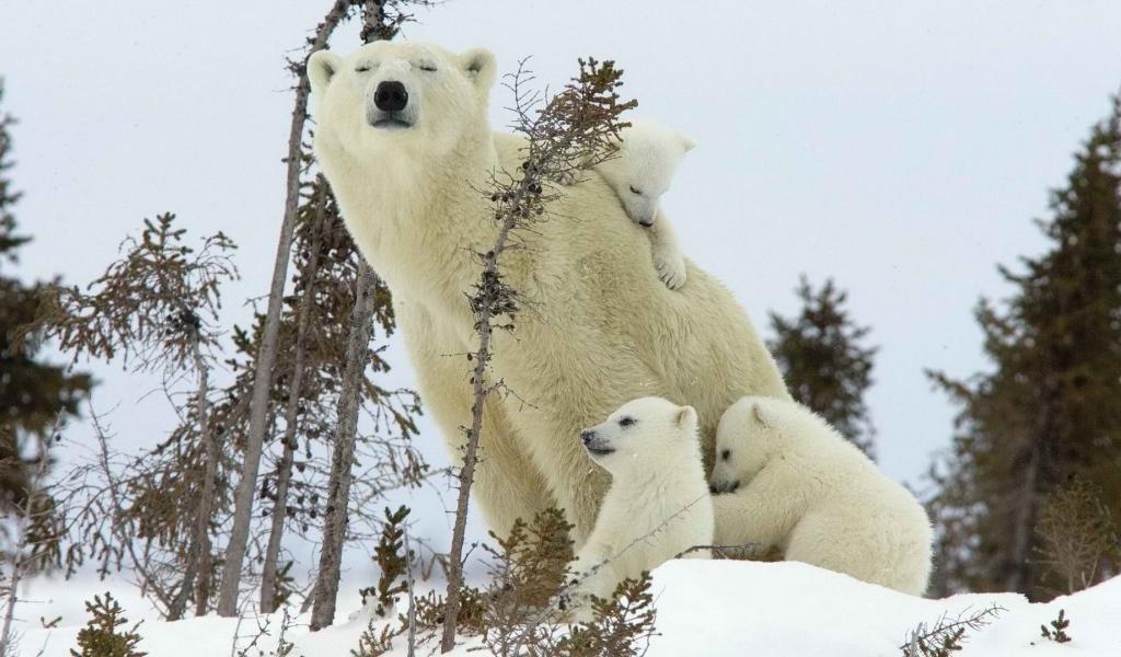 Белый медведь с детками
