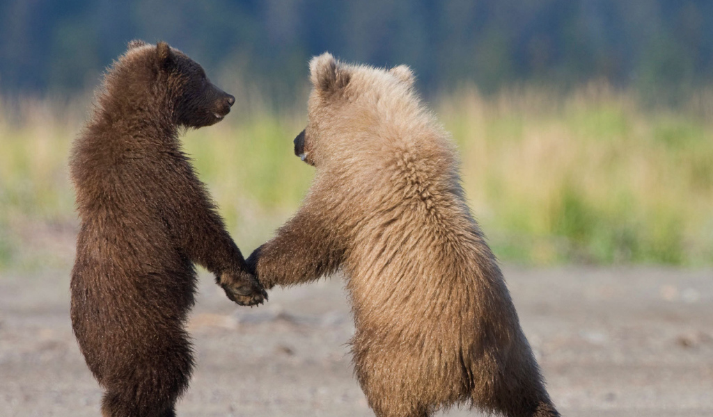 Медвежата держатся за лапы