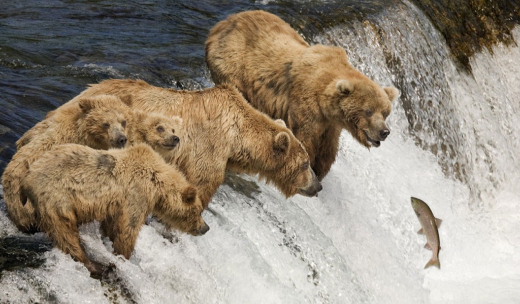 Семья медведей ловит рыбу во время нереста
