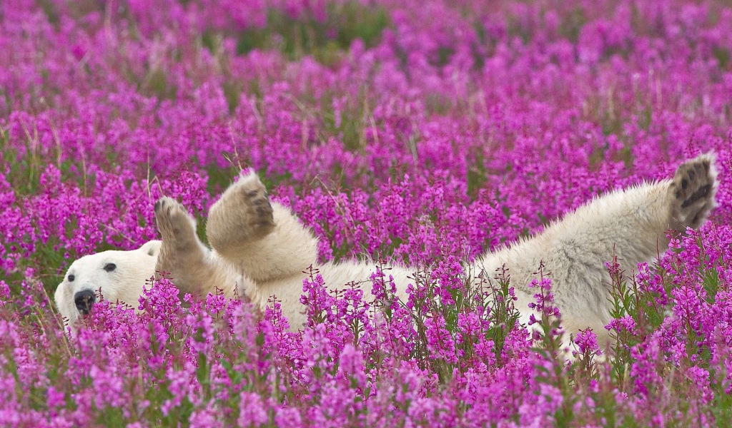 Полярный медведь лежит в цветах