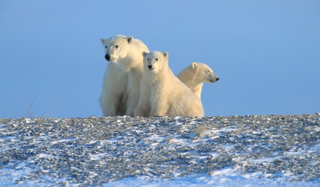 Три белых медведя за полярным кругом