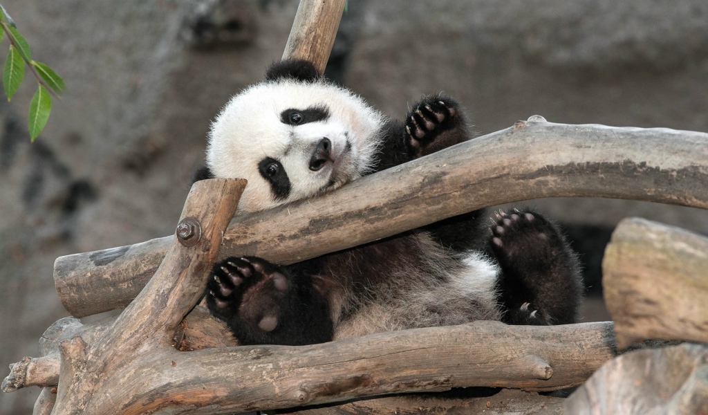 Малыш Панда в зоопарке