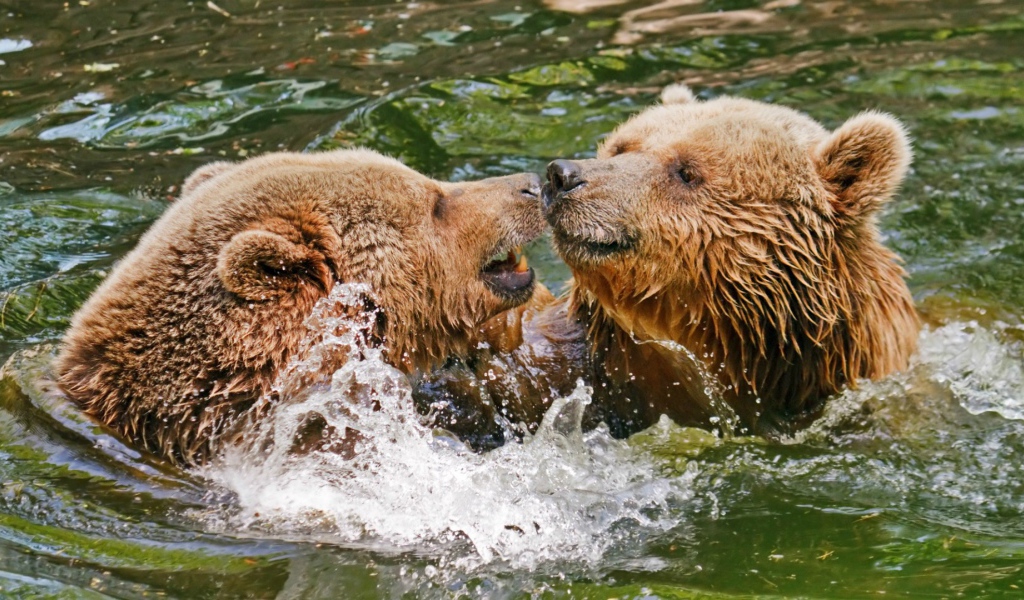 Два медведя играют в воде