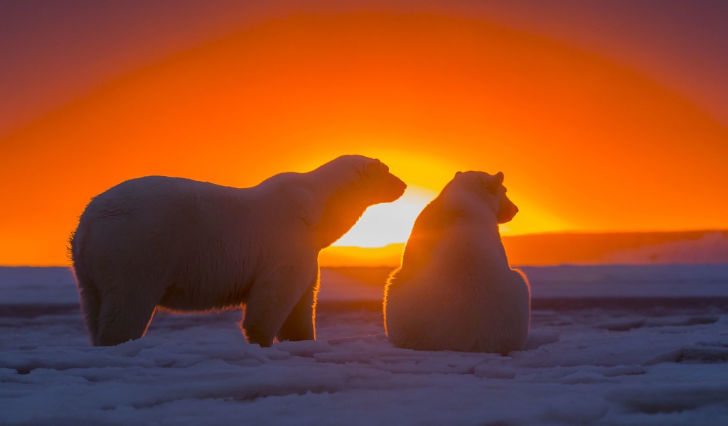 Два белых медведя смотрят на закат за полярным кругом
