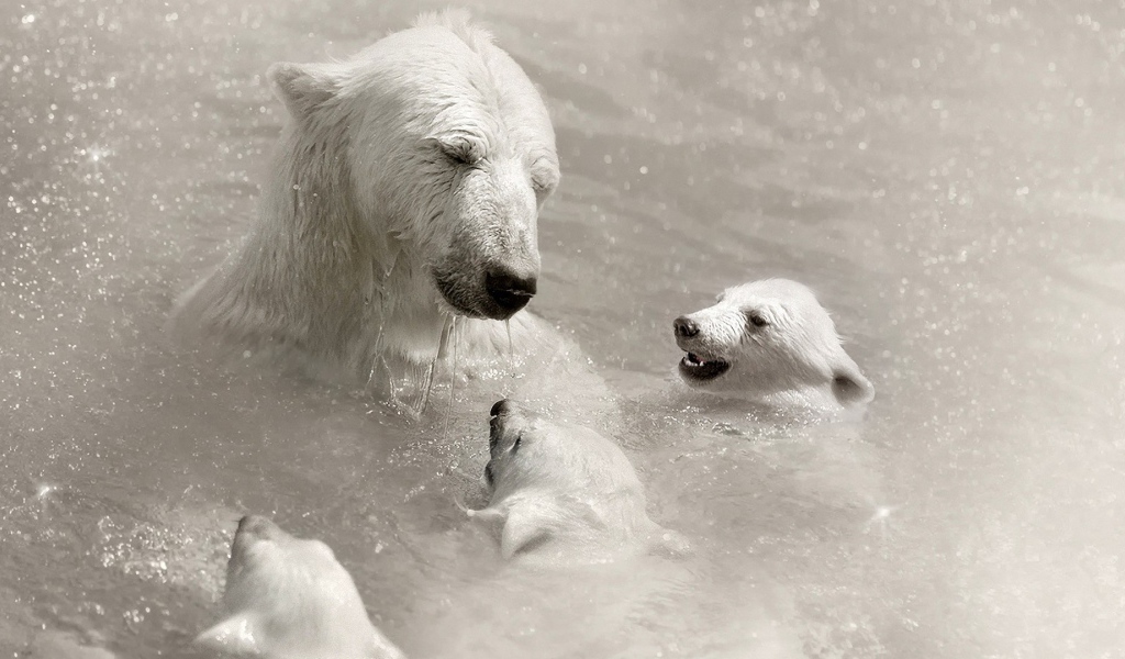 Белая медведица с детьми в воде