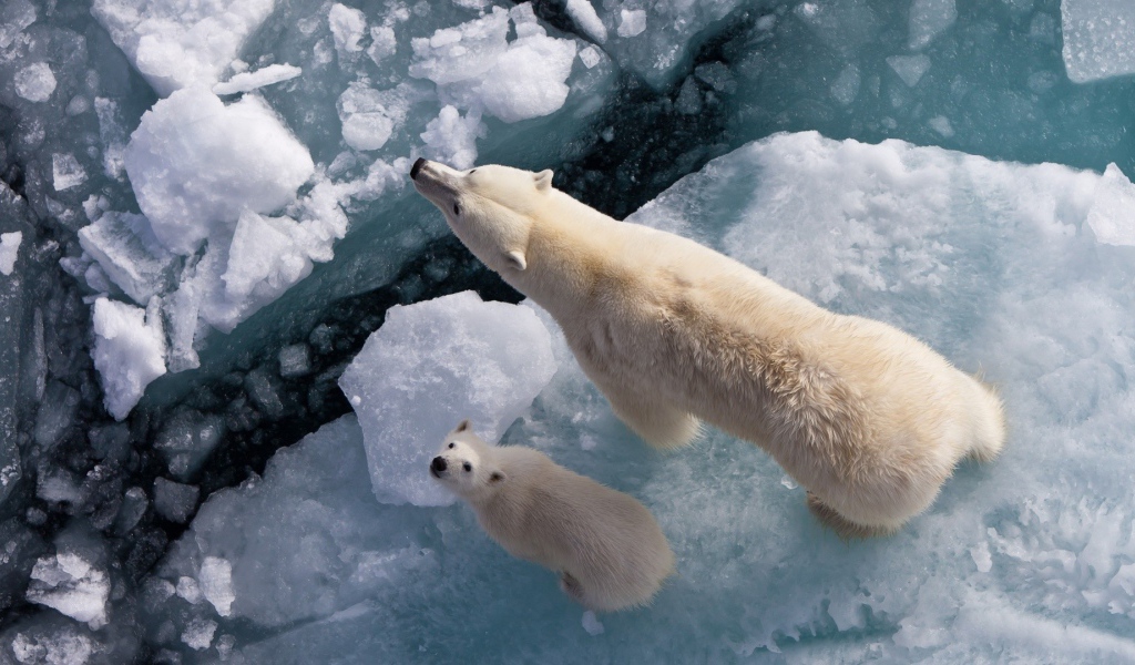 Белая медведица с медвежонком на льдине