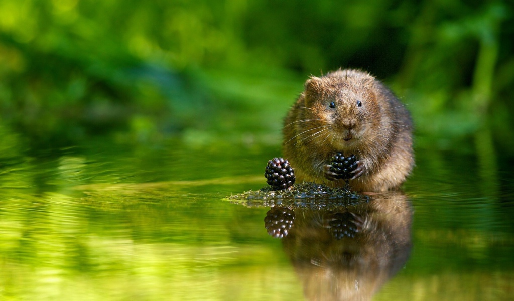 Животное водяная полёвка