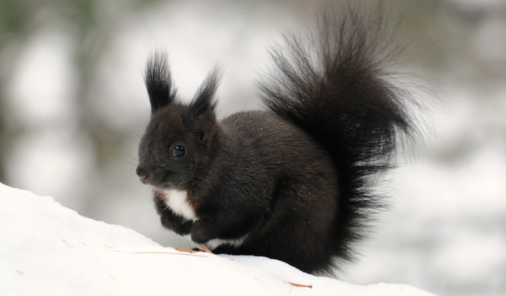 Черная белочка сидит на снегу
