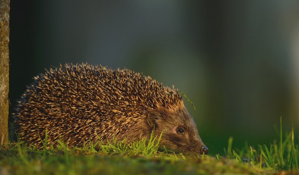 Травинка на иголках ежика