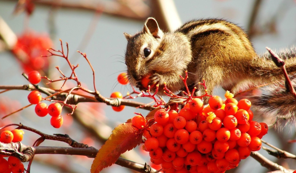 Бурундук кушает рябину
