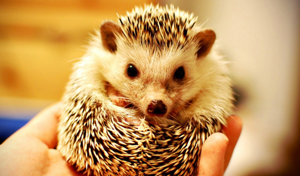 Милый ёжик в руке