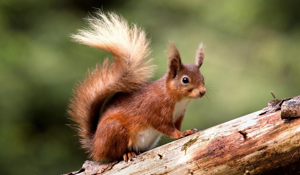 Cute red squirrel on a tree trunk