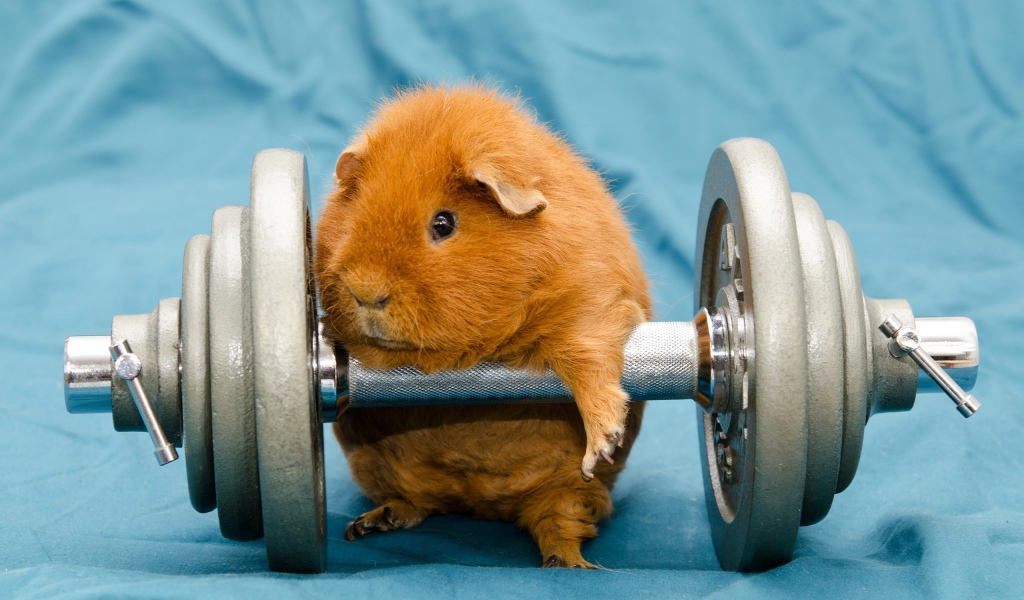 Морская свинка с гантелей
