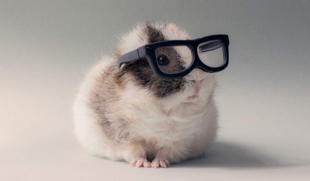 Морская свинка в очках