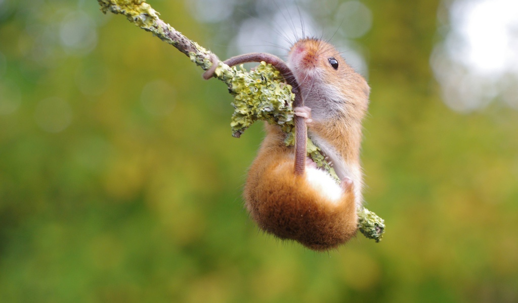 Хомяк повис на ветке