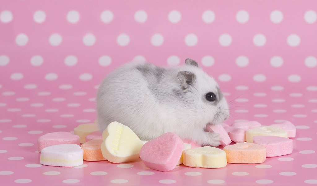 Хомячок со сладостями