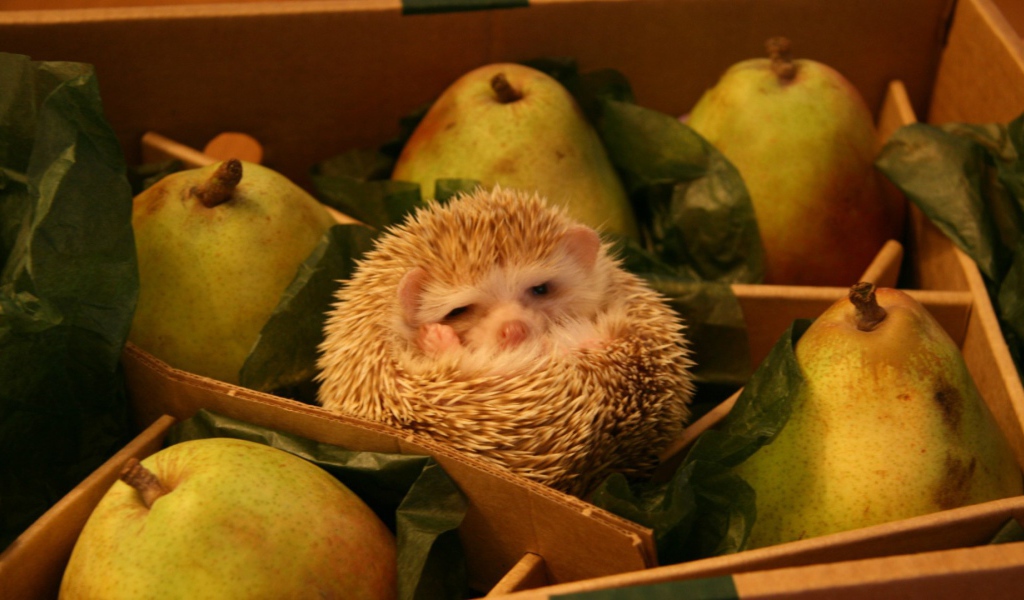 Ёж среди груш