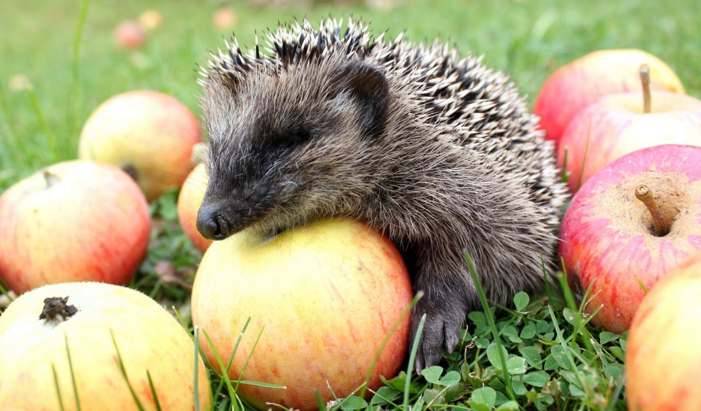Ежик лакомится спелыми яблоками