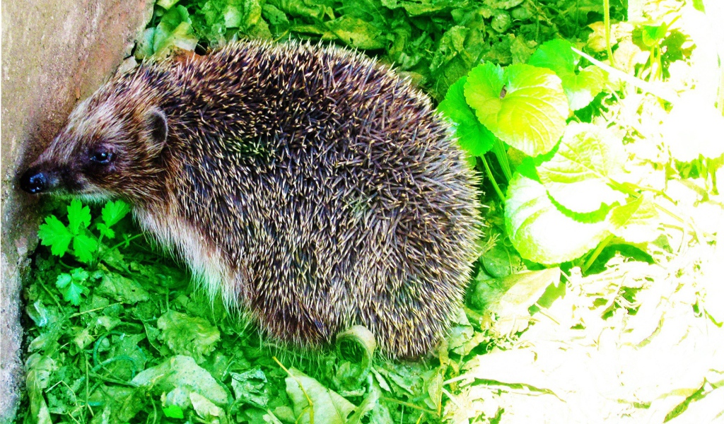 Еж сидит на зеленых листьях