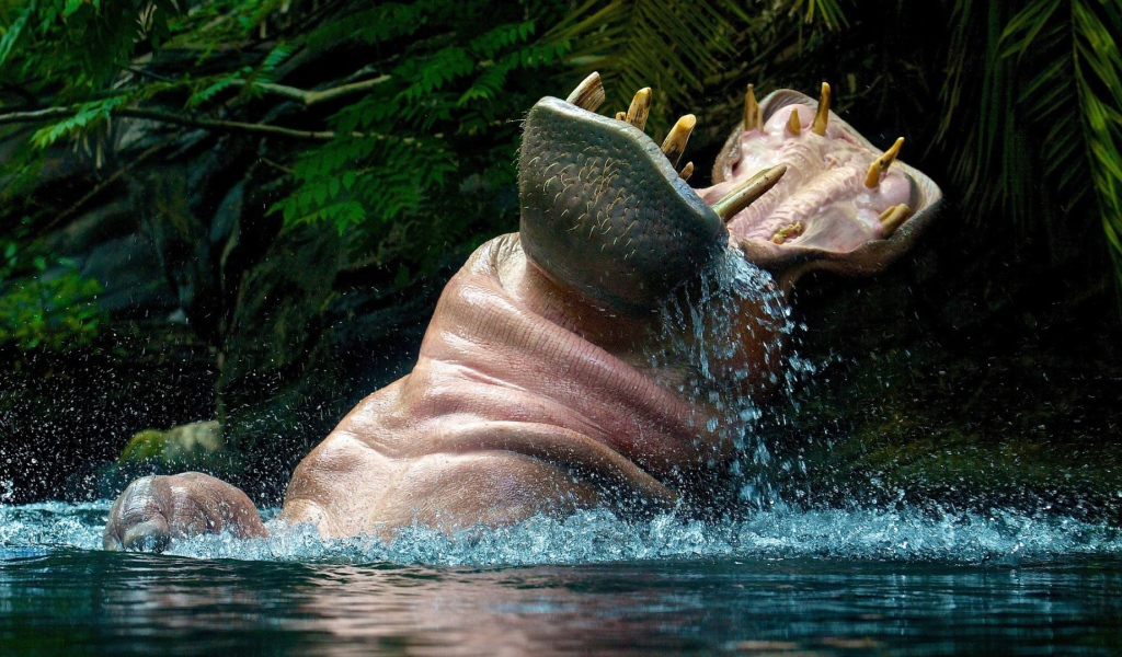 Бегемот играет в воде